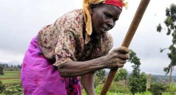 Fundo para segurança alimentar na África recebe doação de Angola