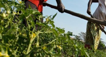 Plano unificado de países africanos almeja 10% do orçamento para a agricultura