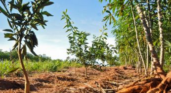 Para FAO, cultivo da mandioca pode ser o alimento do século 21