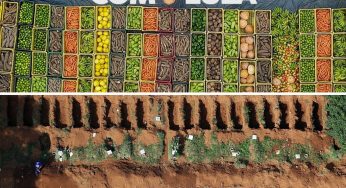 Brasil: da fartura à cova rasa